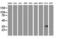 Retinol Dehydrogenase 14 antibody, LS-C172710, Lifespan Biosciences, Western Blot image 