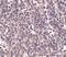 Epstein-Barr Virus Induced 3 antibody, PA5-20663, Invitrogen Antibodies, Immunohistochemistry frozen image 