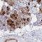 Cystatin SA antibody, NBP2-33401, Novus Biologicals, Immunohistochemistry frozen image 