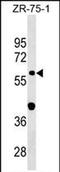 Glycerophosphodiester Phosphodiesterase Domain Containing 2 antibody, PA5-72068, Invitrogen Antibodies, Western Blot image 