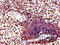 CORO1A antibody, CSB-PA005813LA01HU, Cusabio, Immunohistochemistry frozen image 