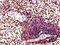 TACO antibody, CSB-PA005813LA01HU, Cusabio, Immunohistochemistry frozen image 