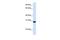 Pyridoxamine 5'-Phosphate Oxidase antibody, GTX44844, GeneTex, Western Blot image 