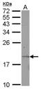Keratin Associated Protein 11-1 antibody, NBP2-19309, Novus Biologicals, Western Blot image 