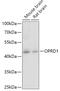 Opioid Receptor Delta 1 antibody, 23-589, ProSci, Western Blot image 