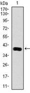 Kallikrein Related Peptidase 3 antibody, AM06775SU-N, Origene, Western Blot image 