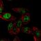 Septin-4 antibody, HPA022905, Atlas Antibodies, Immunofluorescence image 