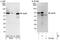 Eukaryotic Translation Initiation Factor 2D antibody, NBP1-50038, Novus Biologicals, Western Blot image 