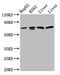 Pannexin 2 antibody, CSB-PA839405LA01HU, Cusabio, Western Blot image 