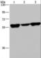 Apoptosis inhibitor 5 antibody, LS-C405659, Lifespan Biosciences, Western Blot image 