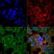 Glutamate Ionotropic Receptor NMDA Type Subunit 2A antibody, MA5-27693, Invitrogen Antibodies, Immunofluorescence image 