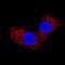 BCL2 Associated Agonist Of Cell Death antibody, MAB850, R&D Systems, Immunocytochemistry image 