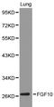 Fibroblast Growth Factor 10 antibody, LS-C192462, Lifespan Biosciences, Western Blot image 