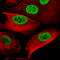 SRY-Box 10 antibody, AMAb91297, Atlas Antibodies, Immunofluorescence image 