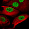 Sox-10 antibody, AMAb91297, Atlas Antibodies, Immunofluorescence image 