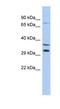 Testis Specific 13 antibody, NBP1-70739, Novus Biologicals, Western Blot image 