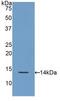 Regenerating Family Member 3 Gamma antibody, LS-C296202, Lifespan Biosciences, Western Blot image 