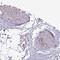 Synaptotagmin 8 antibody, NBP2-30750, Novus Biologicals, Immunohistochemistry paraffin image 