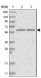 Sphingomyelin Phosphodiesterase Acid Like 3A antibody, PA5-56367, Invitrogen Antibodies, Western Blot image 