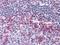 CD69 Molecule antibody, NBP1-51607, Novus Biologicals, Immunohistochemistry frozen image 