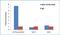 SRY-Box 2 antibody, MA5-15734, Invitrogen Antibodies, Chromatin Immunoprecipitation image 