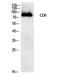 CD6 Molecule antibody, A03913-1, Boster Biological Technology, Western Blot image 