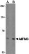 Apoptosis Inducing Factor Mitochondria Associated 3 antibody, A11286, Boster Biological Technology, Western Blot image 