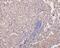 Cytochrome C Oxidase Subunit 4I1 antibody, M05442-1, Boster Biological Technology, Immunohistochemistry paraffin image 
