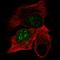 Developmental pluripotency-associated protein 4 antibody, HPA035250, Atlas Antibodies, Immunofluorescence image 