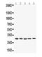 BCL2 Like 1 antibody, A00181, Boster Biological Technology, Western Blot image 
