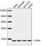 CFL1 antibody, LS-B13665, Lifespan Biosciences, Western Blot image 