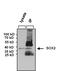 Quiescin Sulfhydryl Oxidase 1 antibody, PA1-094X, Invitrogen Antibodies, Immunoprecipitation image 