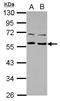 TOM1-like protein 1 antibody, LS-C155408, Lifespan Biosciences, Western Blot image 