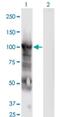 Minichromosome Maintenance Complex Component 6 antibody, H00004175-M04, Novus Biologicals, Western Blot image 