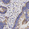 Cbl Proto-Oncogene B antibody, A00735, Boster Biological Technology, Immunohistochemistry frozen image 