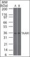 Trace Amine Associated Receptor 1 antibody, orb87622, Biorbyt, Western Blot image 