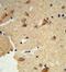 Deltex E3 Ubiquitin Ligase 4 antibody, GTX80971, GeneTex, Immunohistochemistry paraffin image 