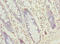 SEC61 Translocon Gamma Subunit antibody, LS-C682248, Lifespan Biosciences, Immunohistochemistry paraffin image 