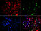 Ubiquitin Interaction Motif Containing 1 antibody, MBS129832, MyBioSource, Immunofluorescence image 