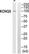 Potassium Voltage-Gated Channel Subfamily Q Member 5 antibody, TA312689, Origene, Western Blot image 