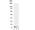 CXCL4 antibody, R30518, NSJ Bioreagents, Western Blot image 