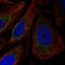 Polymerase delta-interacting protein 2 antibody, HPA007700, Atlas Antibodies, Immunofluorescence image 