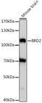 Bromodomain Containing 2 antibody, 16-507, ProSci, Western Blot image 