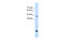 Asporin antibody, 29-761, ProSci, Western Blot image 