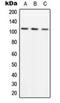 ADAM Metallopeptidase With Thrombospondin Type 1 Motif 1 antibody, orb224055, Biorbyt, Western Blot image 