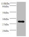 Proopiomelanocortin antibody, A53538-100, Epigentek, Western Blot image 