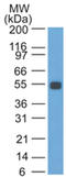 EGP antibody, AM33247SU-S, Origene, Western Blot image 