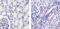 Fibrinogen Alpha Chain antibody, 710386, Invitrogen Antibodies, Immunohistochemistry frozen image 