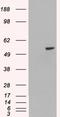Paired Box 8 antibody, LS-C55241, Lifespan Biosciences, Western Blot image 