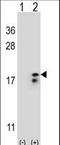 Cytochrome C Oxidase Subunit 6A1 antibody, LS-C166965, Lifespan Biosciences, Western Blot image 